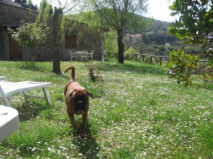 Camere E Appartamenti Baldini Romanita Radda in Chianti Kültér fotó
