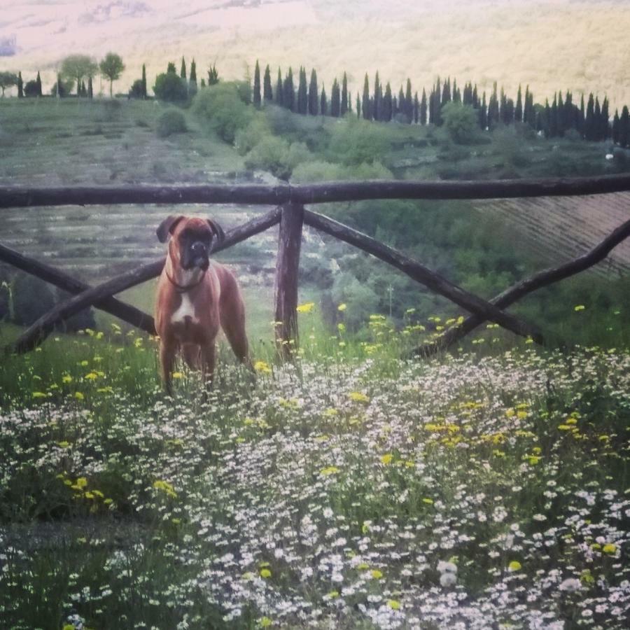 Camere E Appartamenti Baldini Romanita Radda in Chianti Kültér fotó